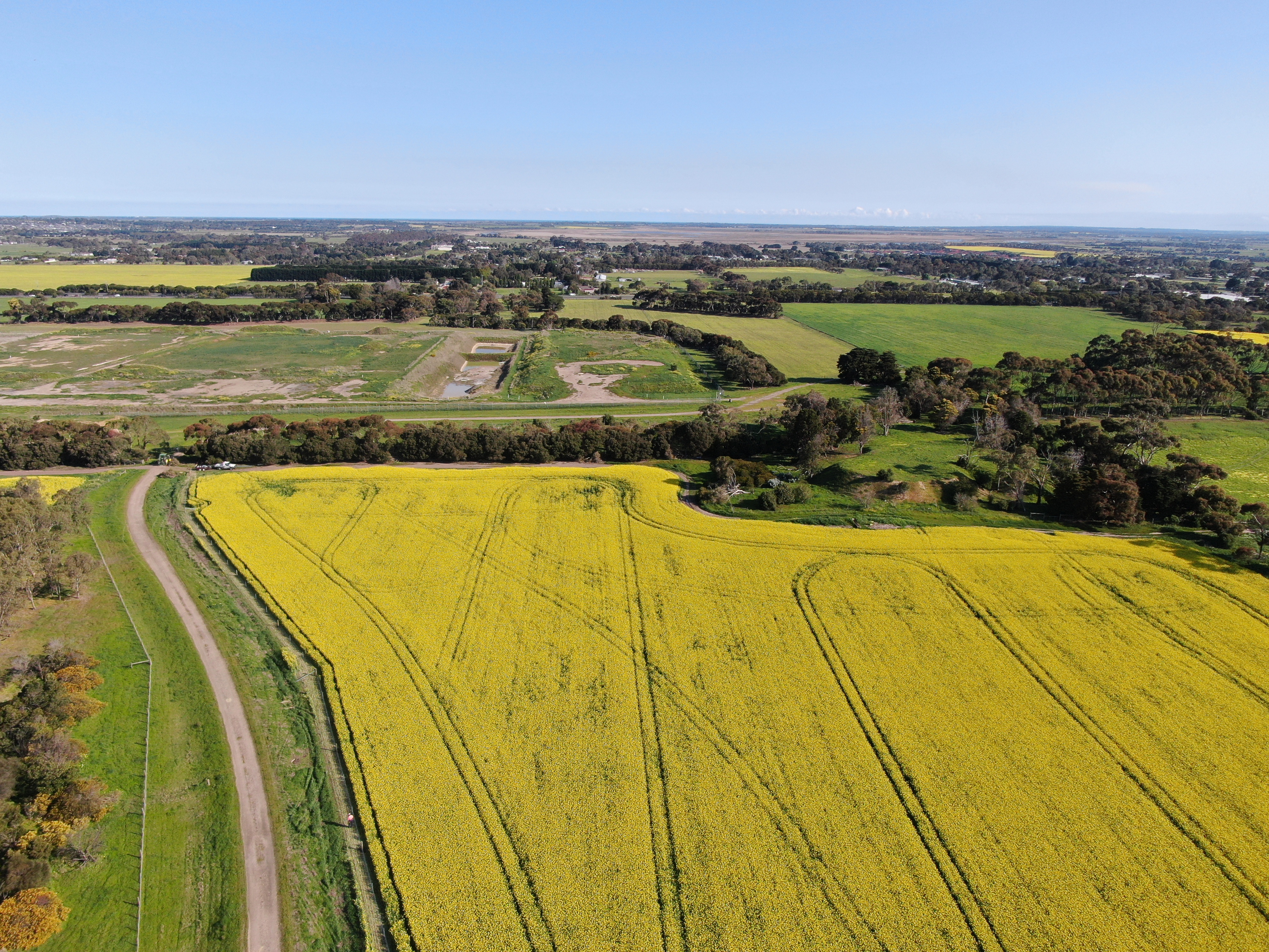Bright yellow field of canola